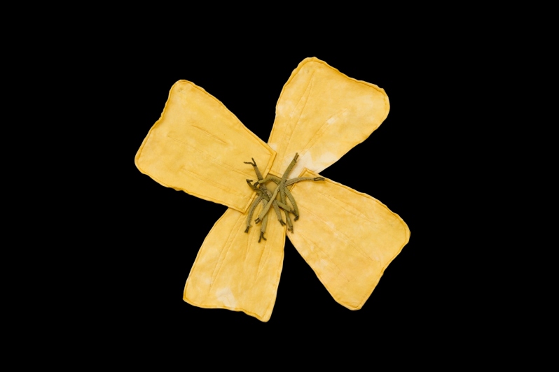 Product Description: "Evening Primrose" by Kayla Powers</br></br>Cotton, silk, copper, plant dyes, batting, drop cloth</br>24 x 24 in.</br>2025</br> Evening Primrose by K. Powers
