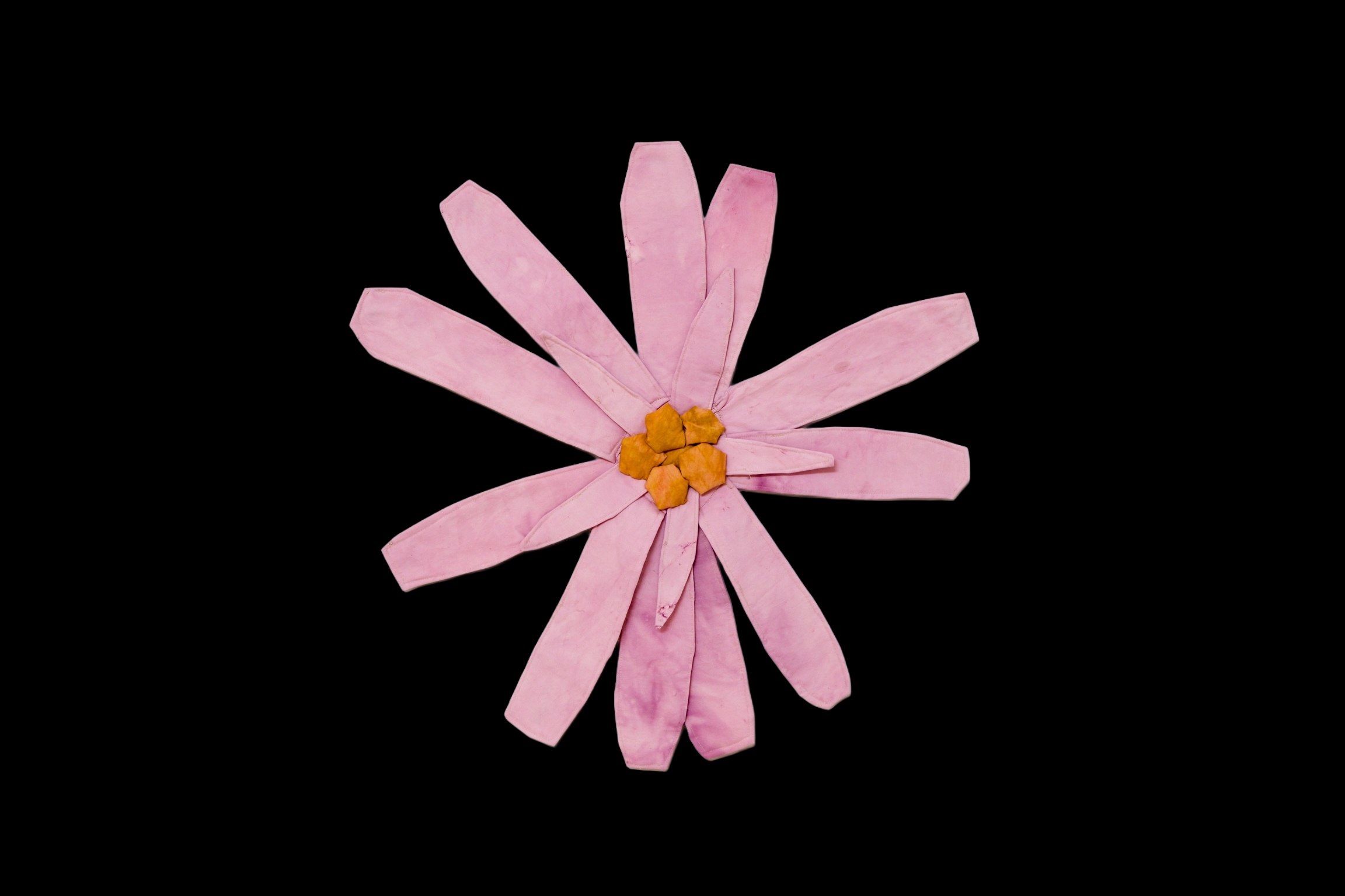 Smooth Aster by K. Powers