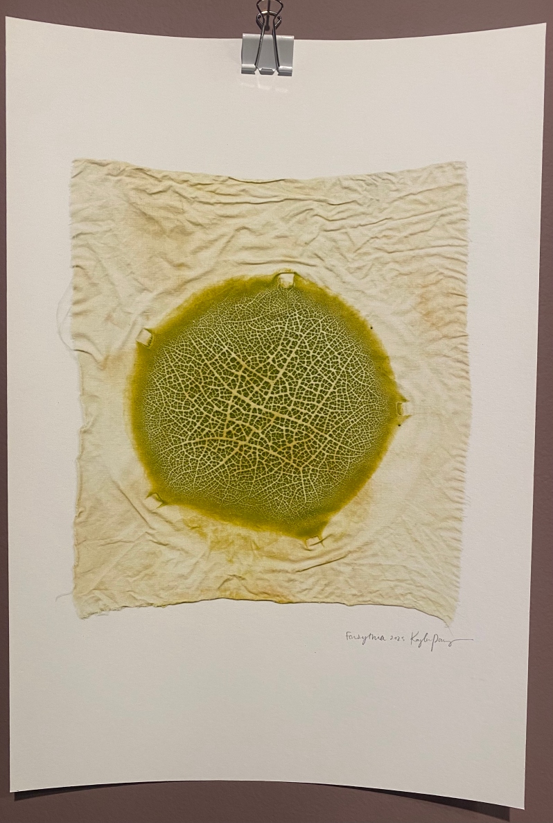 Chromatic Ecology | Forsythia by K. Powers