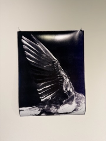 Aguila by Jaer Medina